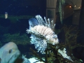 Berlyno zoologijos sodo akvariumas