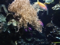 Berlyno zoologijos sodo akvariumas