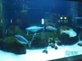 Berlyno zoologijos sodo akvariumas
