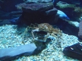 Berlyno zoologijos sodo akvariumas