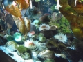 Berlyno zoologijos sodo akvariumas