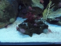 Berlyno zoologijos sodo akvariumas