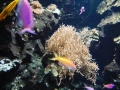 Berlyno zoologijos sodo akvariumas