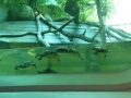 Berlyno zoologijos sodo akvariumas