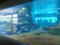 Berlyno zoologijos sodo akvariumas