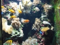 Berlyno zoologijos sodo akvariumas