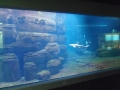 Berlyno zoologijos sodo akvariumas
