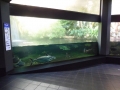 Berlyno zoologijos sodo akvariumas