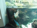 Berlyno zoologijos sodo akvariumas