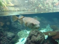 Berlyno zoologijos sodo akvariumas
