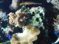 Berlyno zoologijos sodo akvariumas