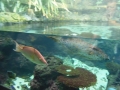 Berlyno zoologijos sodo akvariumas