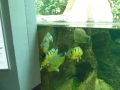 Berlyno zoologijos sodo akvariumas