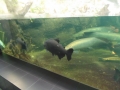 Berlyno zoologijos sodo akvariumas