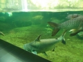 Berlyno zoologijos sodo akvariumas