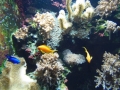 Berlyno zoologijos sodo akvariumas