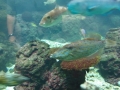 Berlyno zoologijos sodo akvariumas