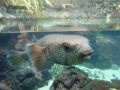 Berlyno zoologijos sodo akvariumas