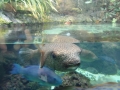 Berlyno zoologijos sodo akvariumas