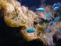 Berlyno zoologijos sodo akvariumas
