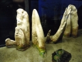 Berlyno zoologijos sodo akvariumas