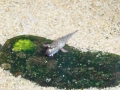 Berlyno zoologijos sodo akvariumas