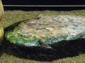 Berlyno zoologijos sodo akvariumas