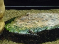 Berlyno zoologijos sodo akvariumas