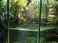 Berlyno zoologijos sodo akvariumas