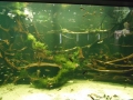Berlyno zoologijos sodo akvariumas