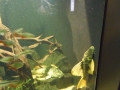 Berlyno zoologijos sodo akvariumas