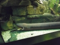 Berlyno zoologijos sodo akvariumas