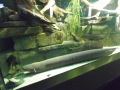 Berlyno zoologijos sodo akvariumas