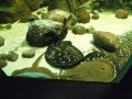Berlyno zoologijos sodo akvariumas