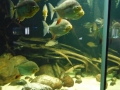 Berlyno zoologijos sodo akvariumas