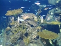 Berlyno zoologijos sodo akvariumas