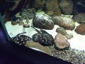 Berlyno zoologijos sodo akvariumas