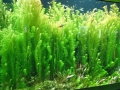 Berlyno zoologijos sodo akvariumas