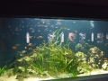 Berlyno zoologijos sodo akvariumas
