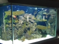 Berlyno zoologijos sodo akvariumas