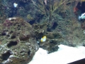 Berlyno zoologijos sodo akvariumas