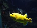 Berlyno zoologijos sodo akvariumas