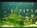Berlyno zoologijos sodo akvariumas