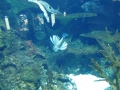 Berlyno zoologijos sodo akvariumas