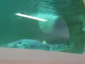 Berlyno zoologijos sodo akvariumas