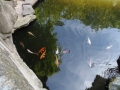 Berlyno zoologijos sodo akvariumas