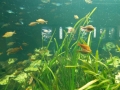 Berlyno zoologijos sodo akvariumas