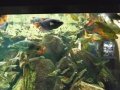 Berlyno zoologijos sodo akvariumas