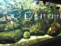 Berlyno zoologijos sodo akvariumas