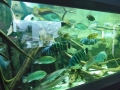 Berlyno zoologijos sodo akvariumas